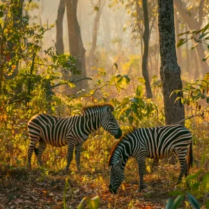 Adventure Travel 7 Safari & Wildlife